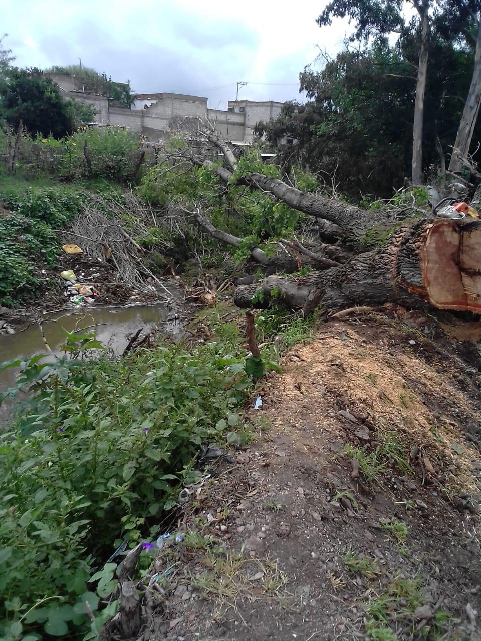 SERVICIOS PÚBLICOS  RETIRA ÁRBOL CAÍDO EN COLONIA CANDELARIO HUÍZAR